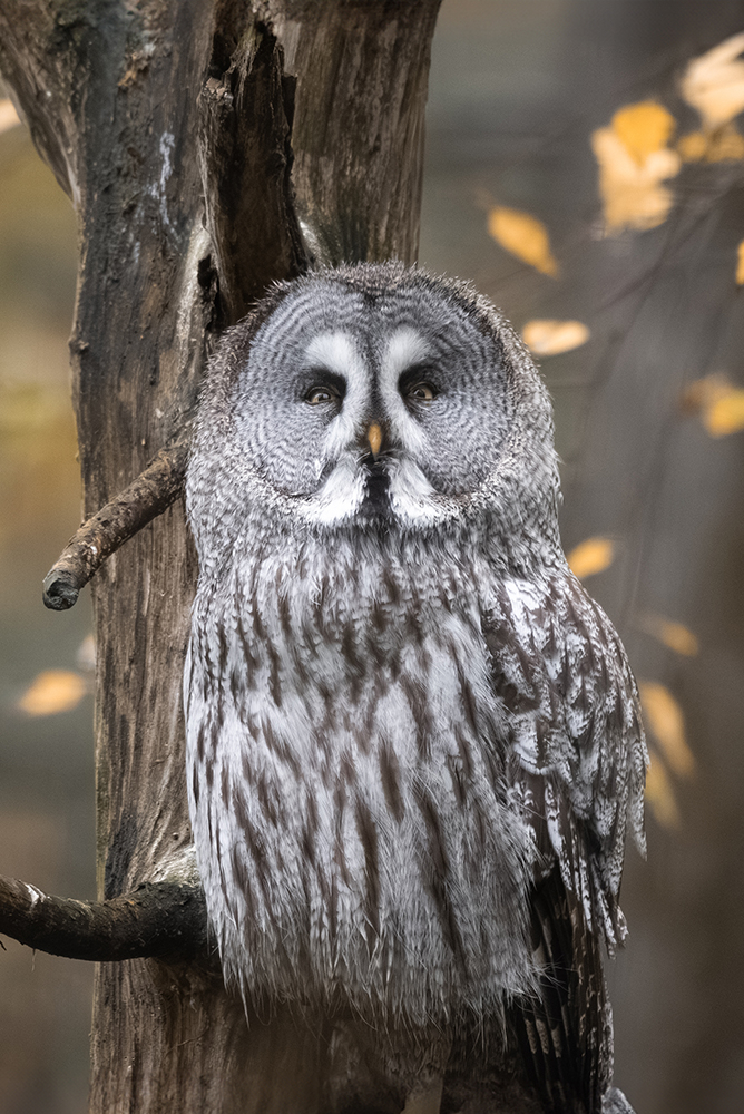 Photo_Animal
